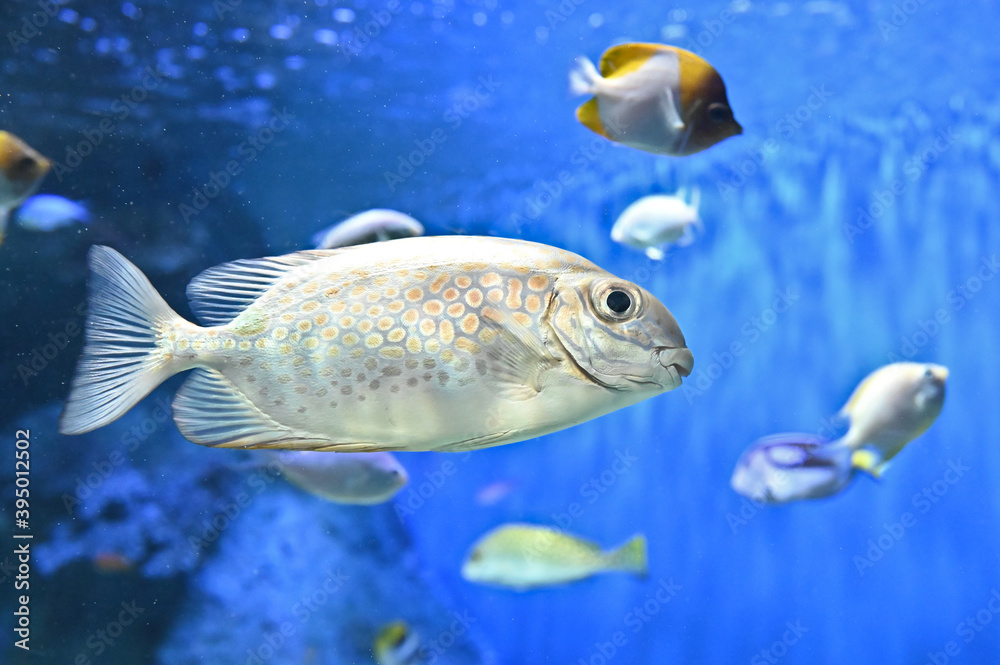 Naklejka premium 斑点模様が美しいゴマアイゴの水中を泳ぐ姿