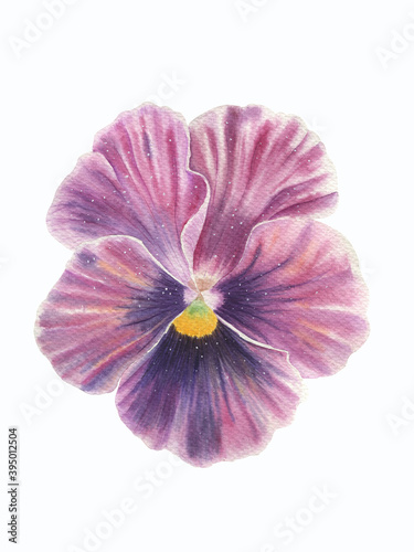 Viola flower watercolor illustration. Poster. High quality. Clipart.