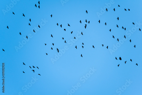 A flock of crows in the blue sky.