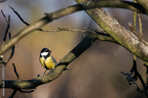 Wallpaper Mural Great tit perched on a branch. Torontodigital.ca