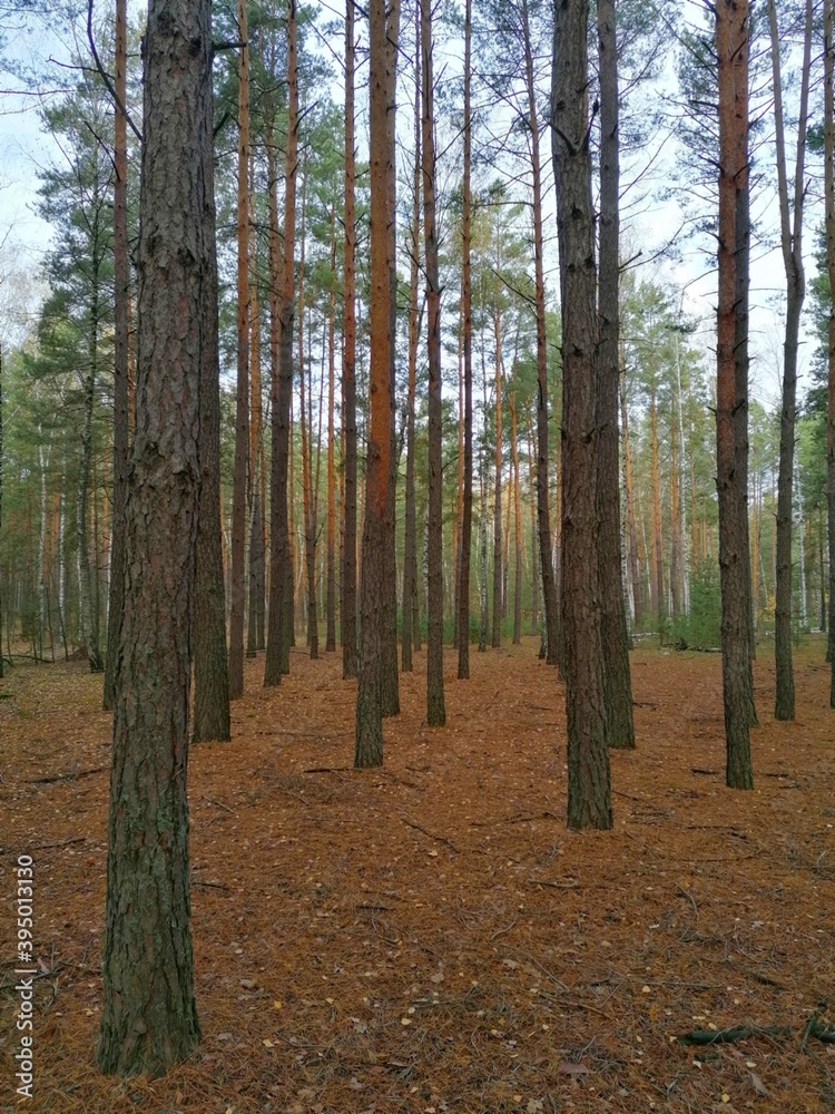 Obraz premium Autumn in the forest