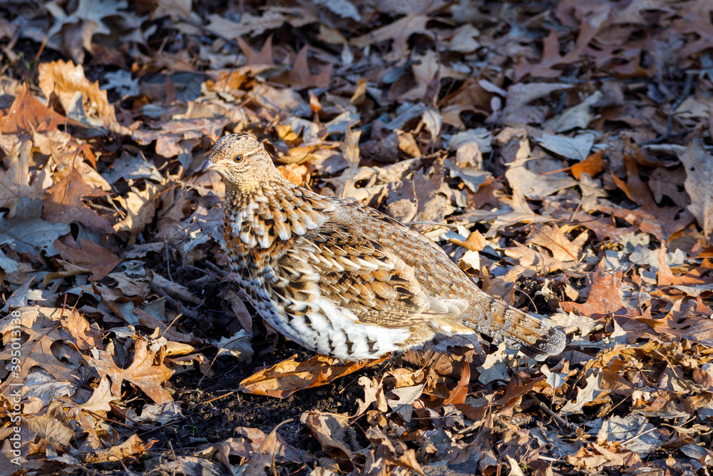 Close up of a Ruffed Grouse (Bonasa umbellus) perched on the leaf covered ground during autumn. 