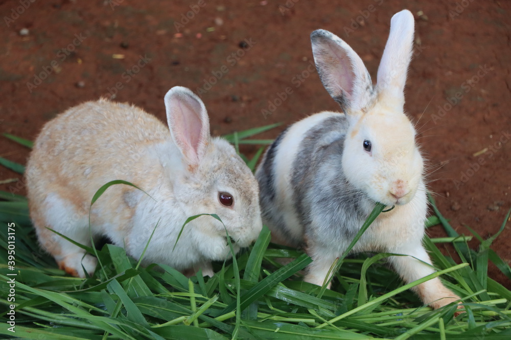 Rabbits are eating grass for food.
