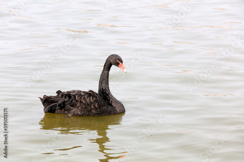 Black Swan swims on the water in a park  China