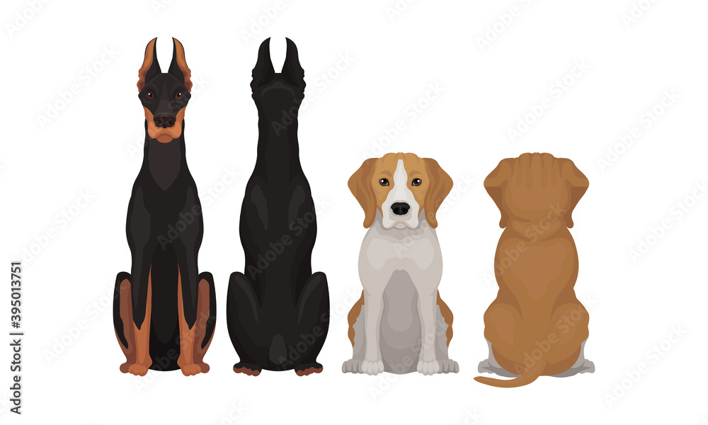 Purebred Dogs Sitting on Hind Legs Front and Back View Vector Set Stock ...