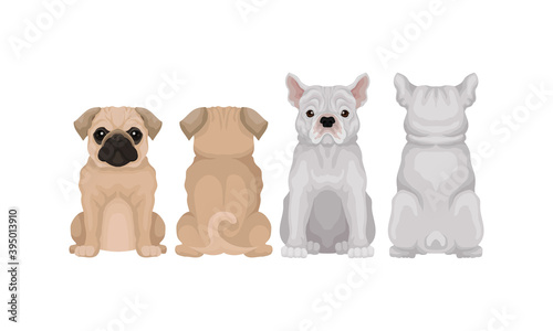 Purebred Dogs Sitting on Hind Legs Front and Back View Vector Set
