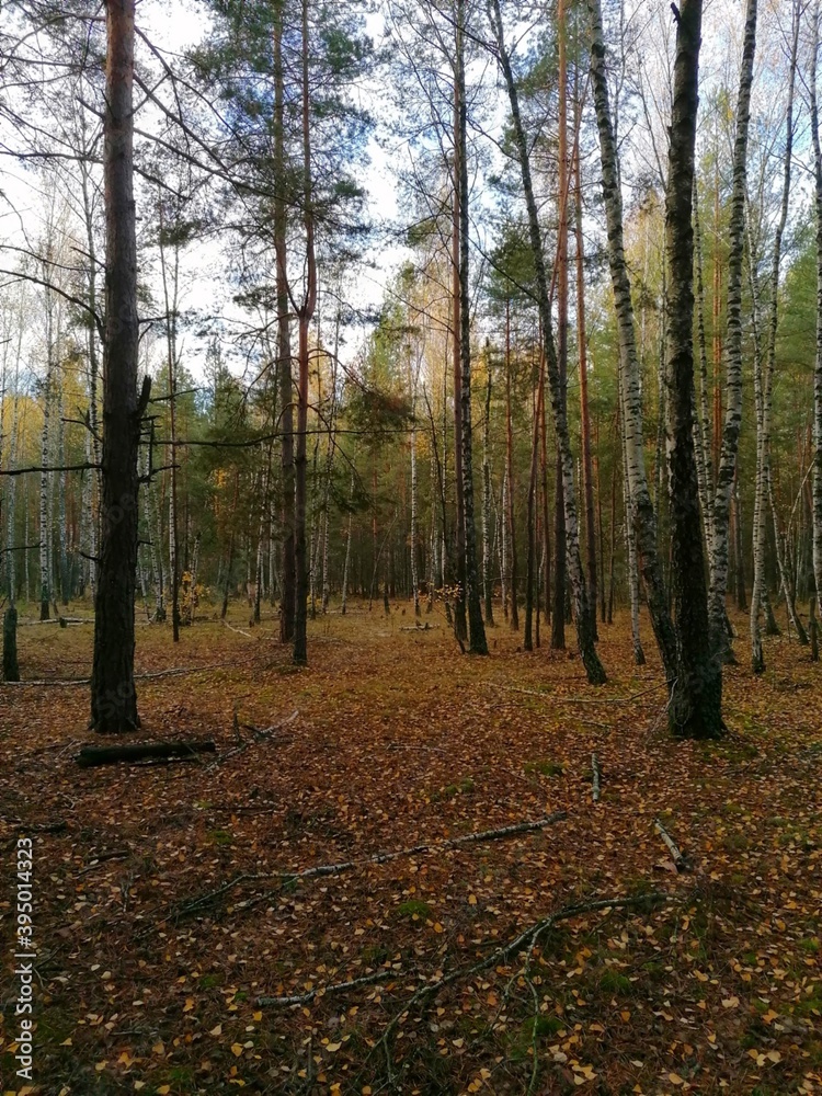 Obraz premium Autumn in the forest