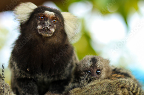 Marmoset monkeys in the city of Aracaju, in Sergipe, Brazil.