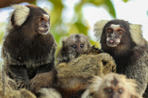 Foto Marmoset monkeys in the city of Aracaju, in Sergipe, Brazil.