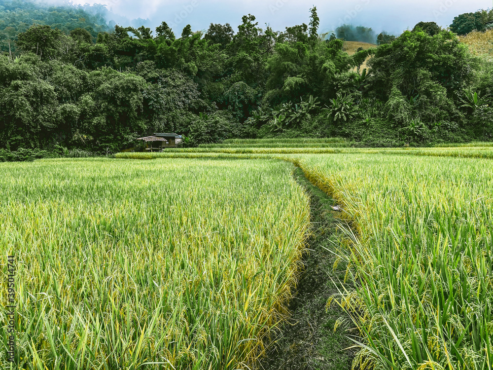 Rice Terraces in Doi inthanon national park in chiang Mai province, Thailand Rice Terraces in Doi inthanon national park in chiang Mai province, Thailand