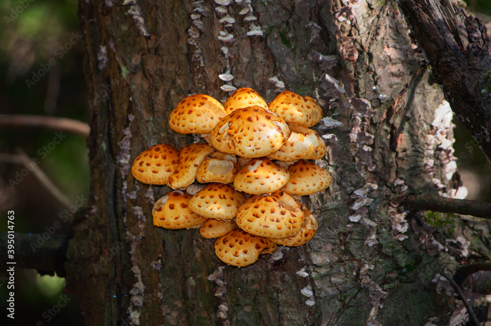a cluster of yellow mushrooms grown on the outside of the tree in cole park just outside the small town of Windsor in Broome County Upstate NY a cluster of yellow mushrooms grown on the outside of the tree in cole park just outside the small town of Windsor in Broome County Upstate NY