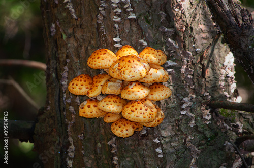 a cluster of yellow mushrooms grown on the outside of the tree in cole park just outside the small town of Windsor in Broome County Upstate NY