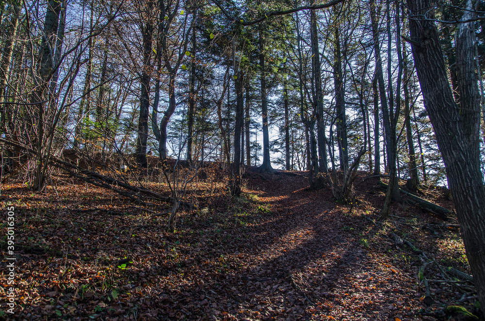 Fototapeta premium las w Pieninach 