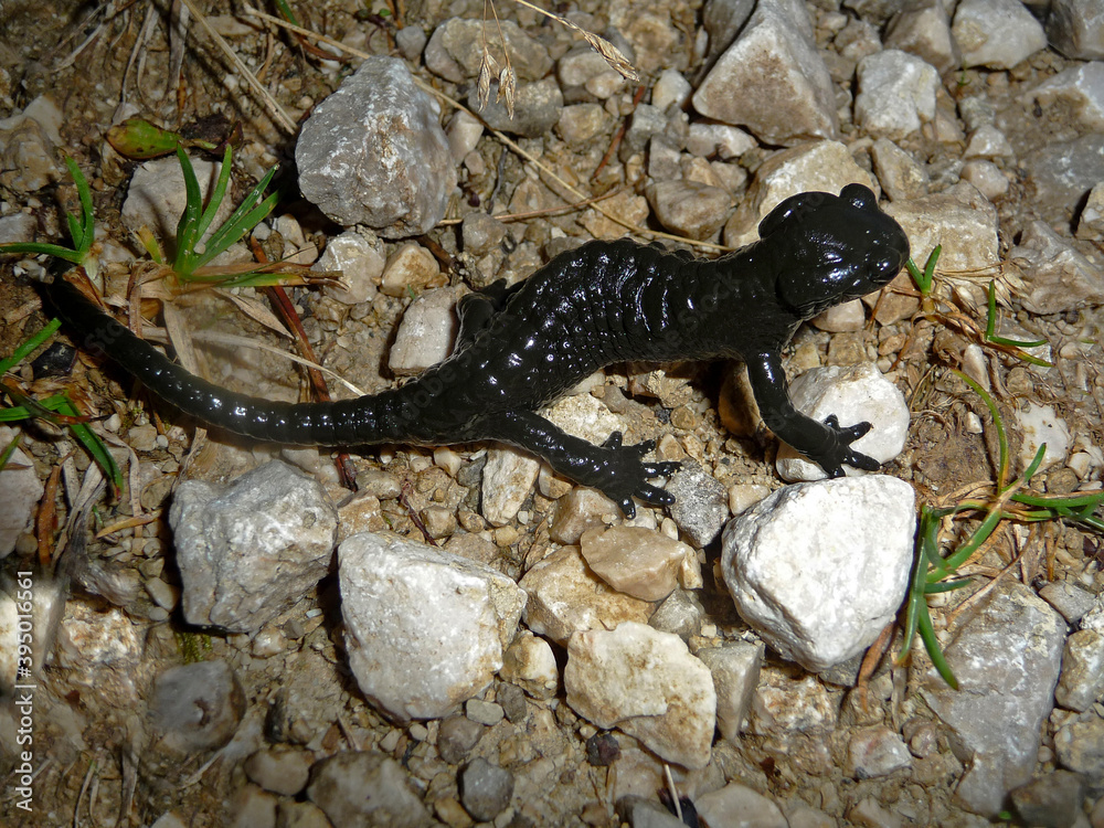 Obraz premium Alpine salamander (Salamandra altra) in high mountains