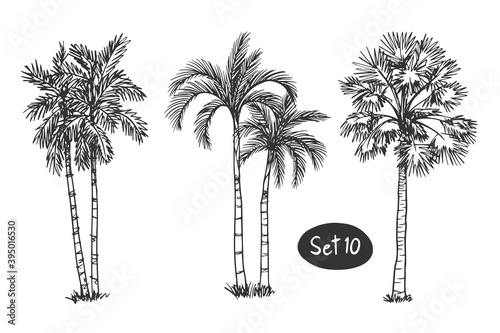 Tree Sketch Set of doodle hand drawn architect trees. Sketch Architectural illustration landscape Palm coconut
