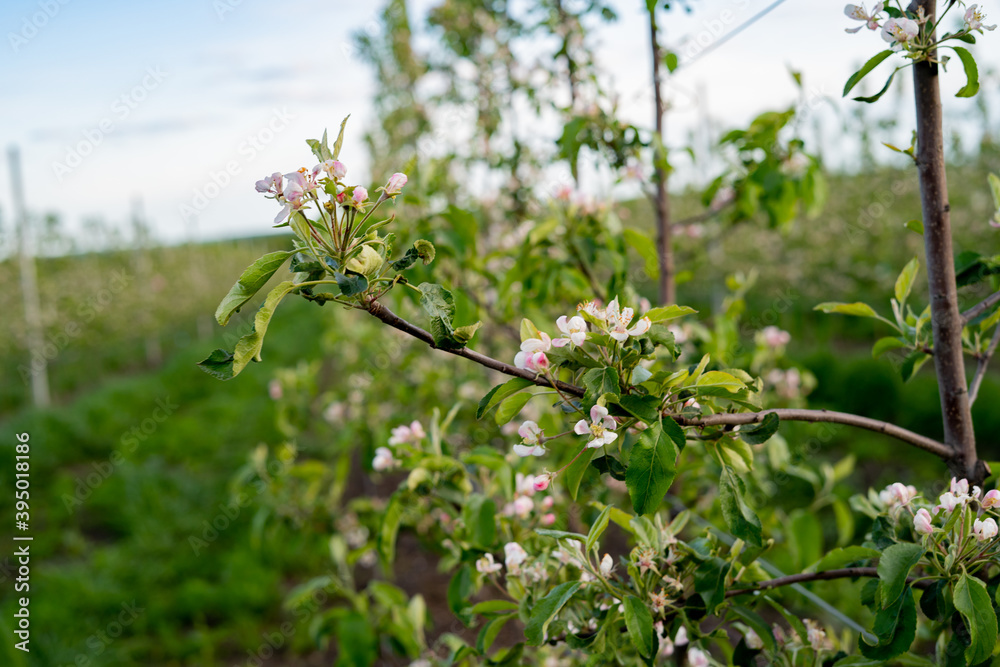 Apple garden in blossom in sunrise light. Shallow DOF, focus on front trees. Apple garden in blossom in sunrise light. Shallow DOF, focus on front trees.