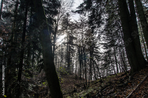Fototapeta Naklejka Na Ścianę i Meble -  Pieniny las 