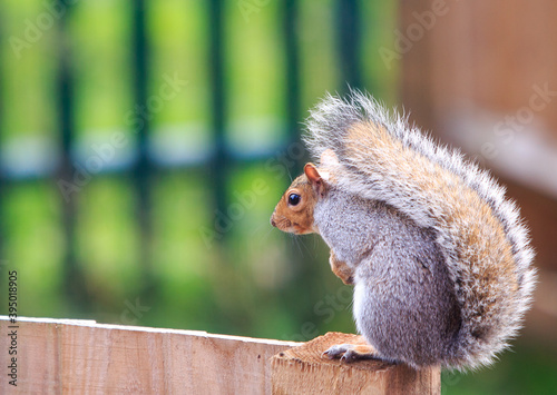 Grey Squirrel sitting on a wooden fence with a natural blurred background