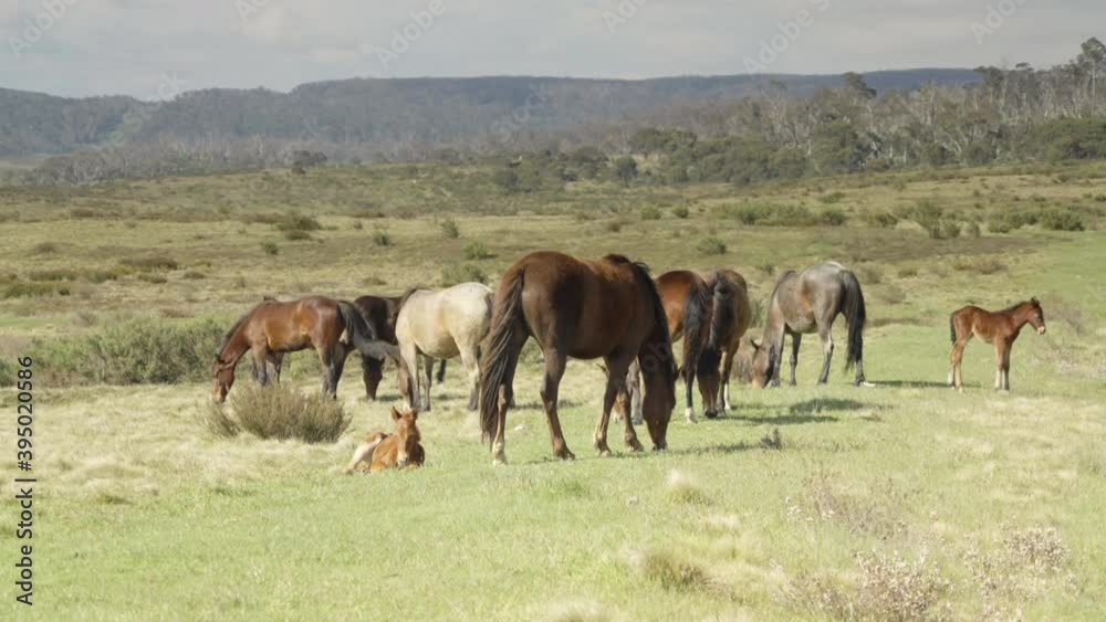 herd of wild horses, known as brumbies, at kosciuszko national park in nsw, australia herd of wild horses, known as brumbies, at kosciuszko national park in nsw, australia