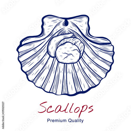 Vector sketch illustration of fresh scallop drawing isolated on white. Engraved style. Ink. natural business. Vintage, retro object for menu, label, recipe, product packaging, seafood