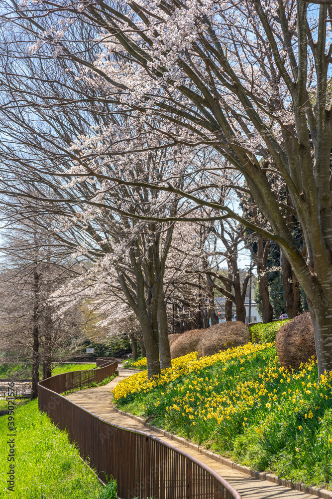 Obraz premium 満開の水仙が咲く公園