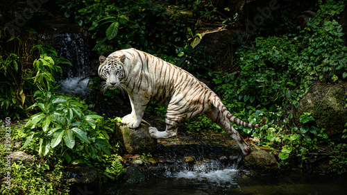 White tiger of Singapore Zoo