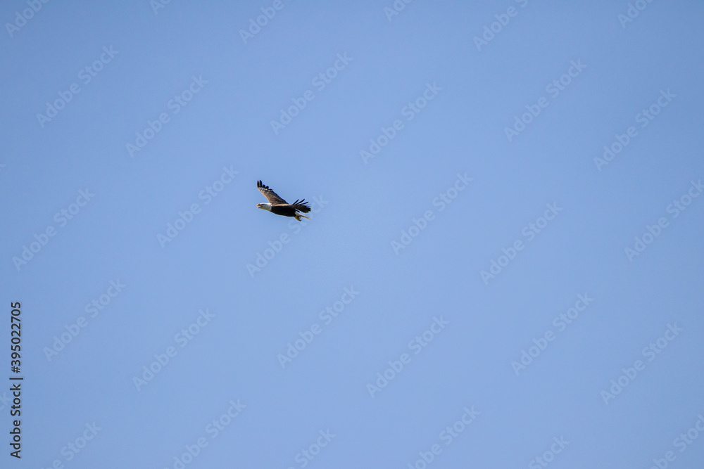 Bald Eagle Flying