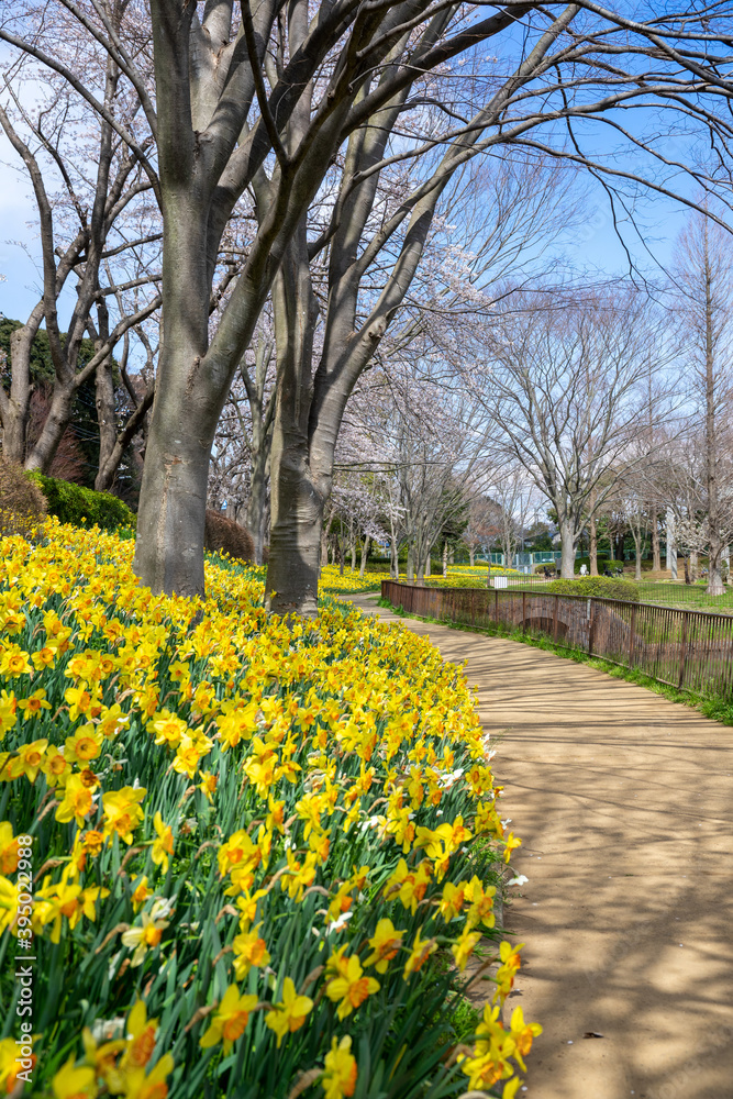 Obraz premium 満開の水仙が咲く公園