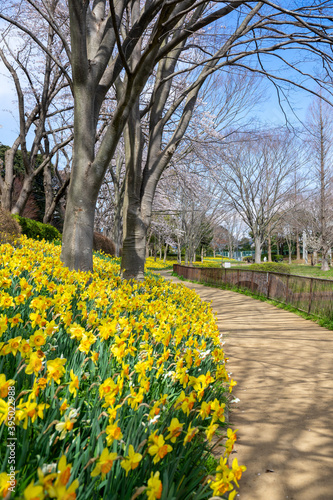 満開の水仙が咲く公園 © inoumasa