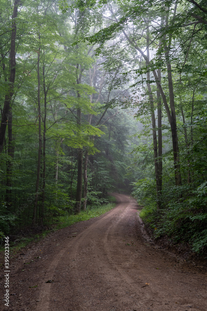 Fototapeta premium Dirt Road in Foggy Forest