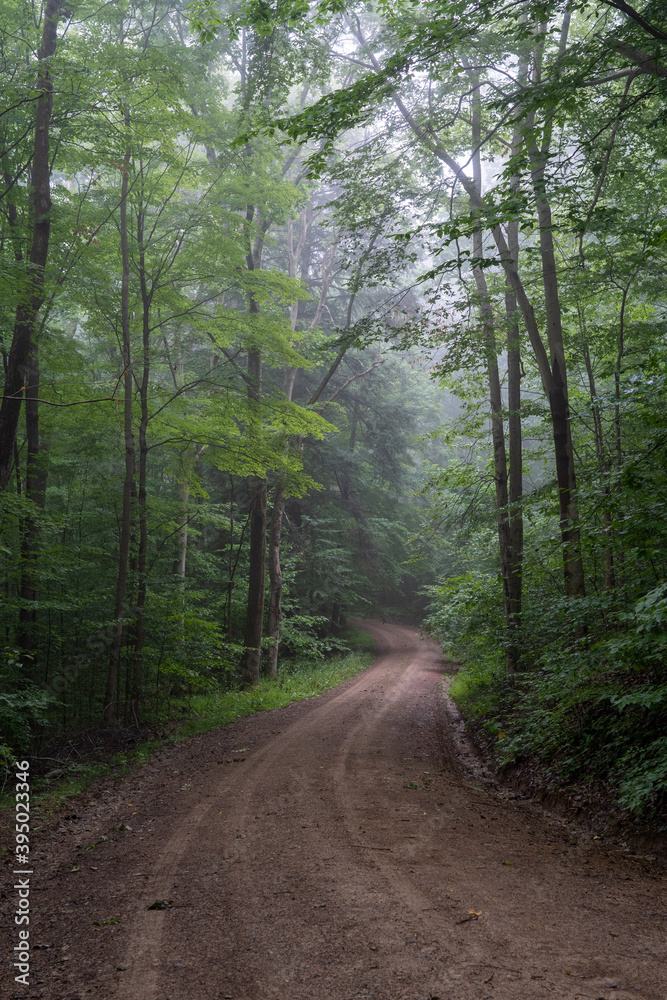 Dirt Road in Foggy Forest