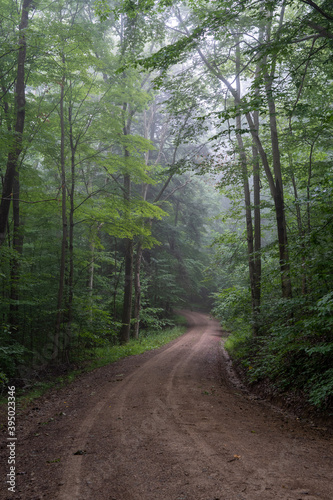 Dirt Road in Foggy Forest