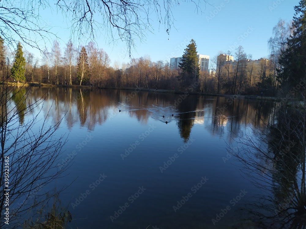 Fototapeta premium reflection of trees in the water