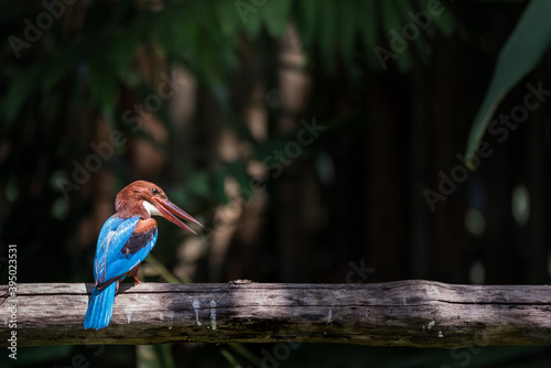 red billed kingfisher resting on branch