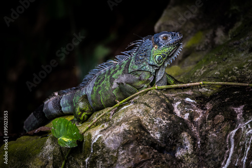 iguana on a rock