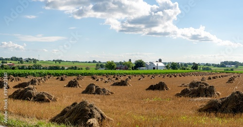 Golden Wheat Sheaves in the Field photo