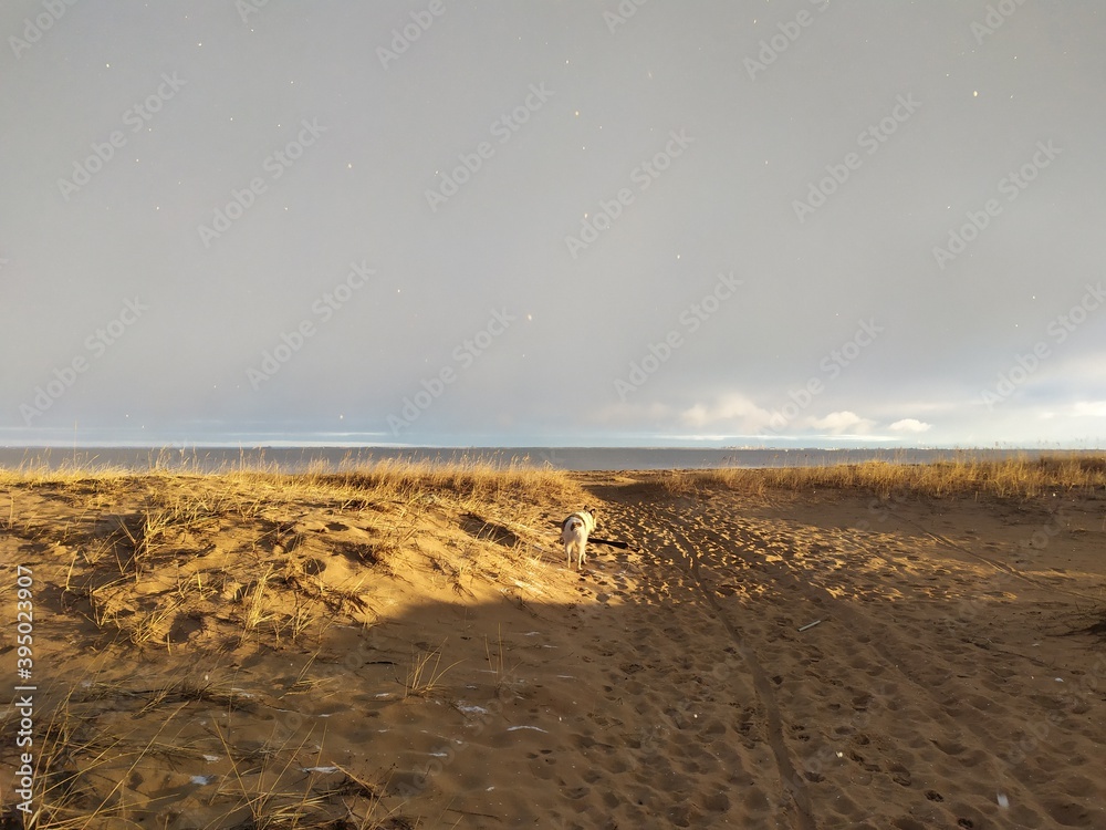 Obraz premium dog on the beach