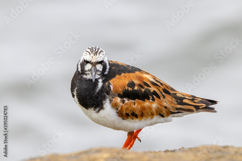 A Ruddy Turnstone © World Travel Photos