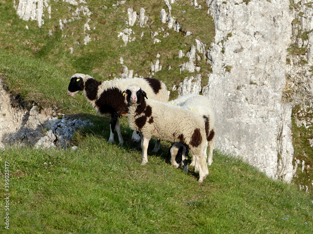 Fototapeta premium Herd of mountain sheep (Ovis aries) in high mountains