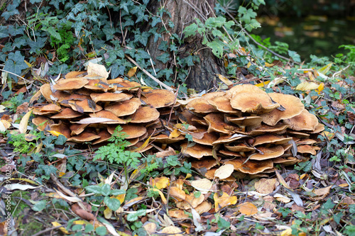 Old Sulphur Tuft mushrooms (Hypholoma fasciculare)