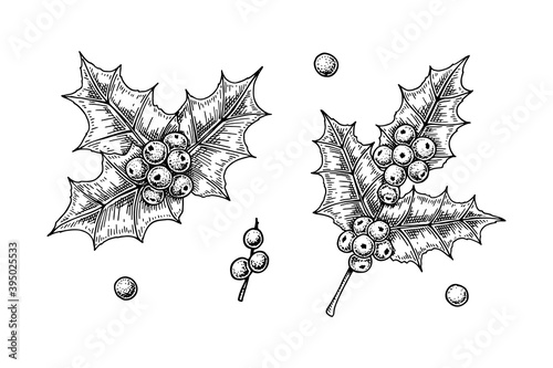 Set of Holly brunches with berries and leaves isolated on white background. Christmas decoration elements. Vector illustration in sketch style