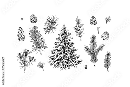 Set of Christmas design elements: fir tree, spruce branches, cones.  Design elements for Christmas cards, invitations, decorations. Vector illustration in sketch style