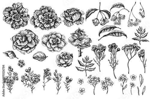 Vector set of hand drawn black and white wax flower, forget me not flower, tansy, ardisia, brassica, decorative cabbage