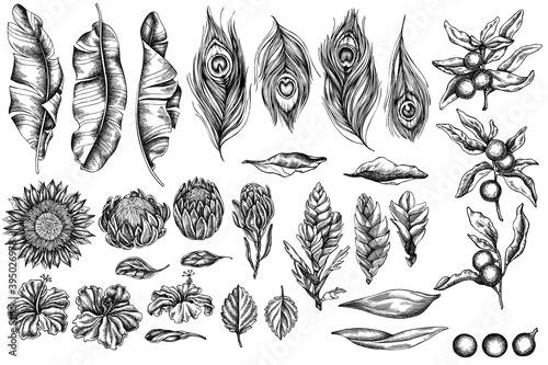 Vector set of hand drawn black and white banana palm leaves, hibiscus, solanum, bromeliad, peacock feathers, protea