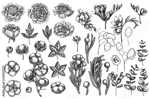 Vector set of hand drawn black and white ficus, eucalyptus, peony, cotton, freesia, brunia