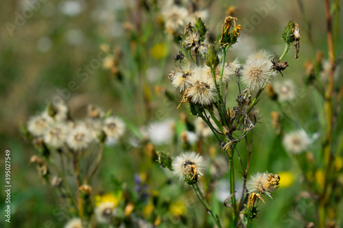 Natural background. Early autumn. Withered wildflowers © Lina