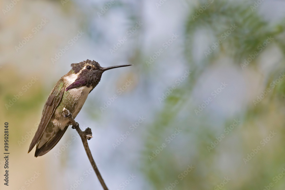 Fototapeta premium Male Anna's Hummingbird, Calypte anna, perched