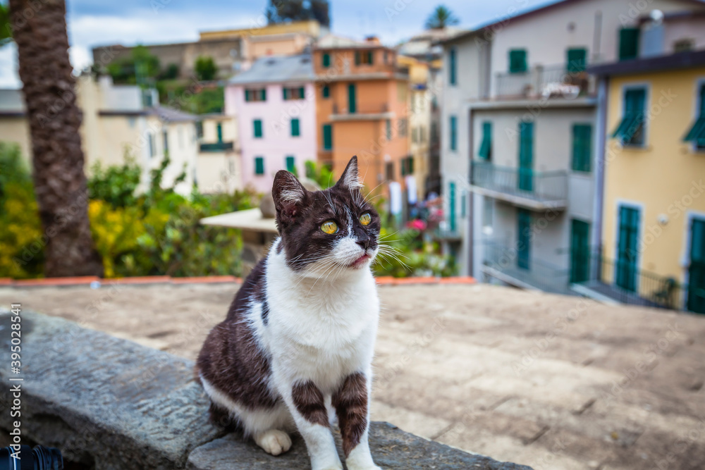 Cat in a small village in Liguria,  Italy