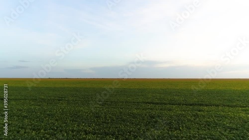 Agribusiness - Beautiful aerial image soybean plantation, drone over soybean lines, soybean plantation with sunlight in the background - Agriculture
