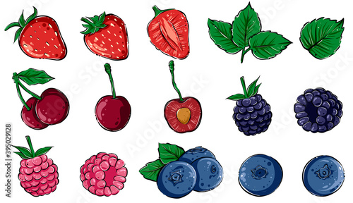 Set of various berries, hand drawn vector, color